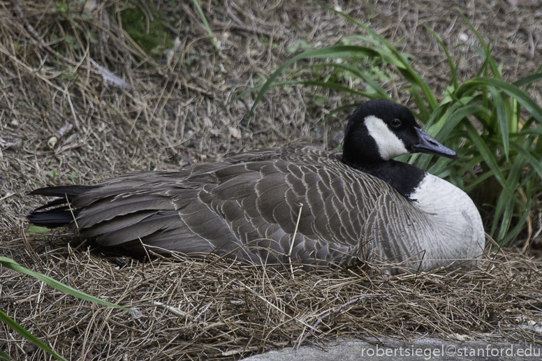 canada goose 